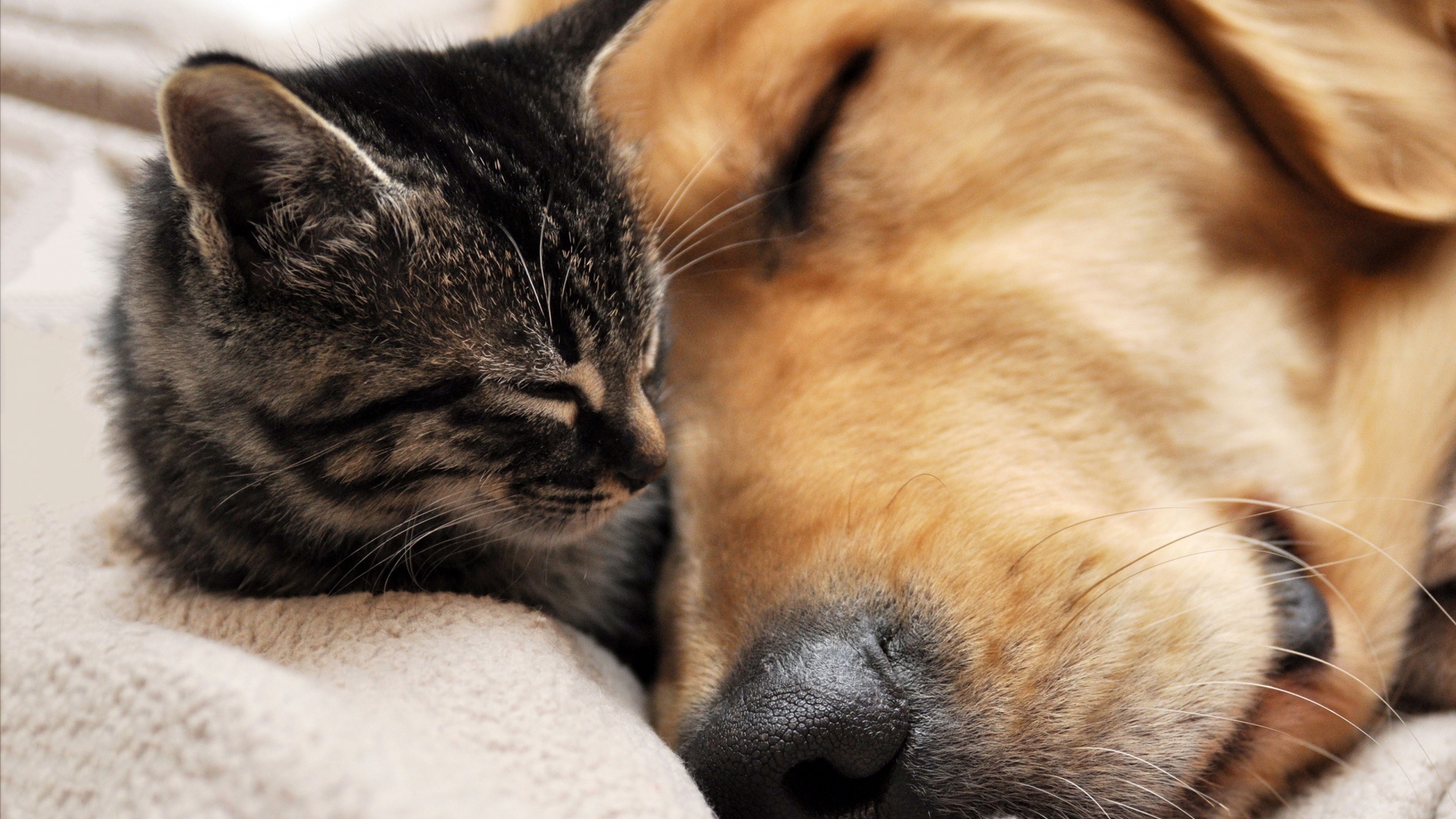 cuddle dog
