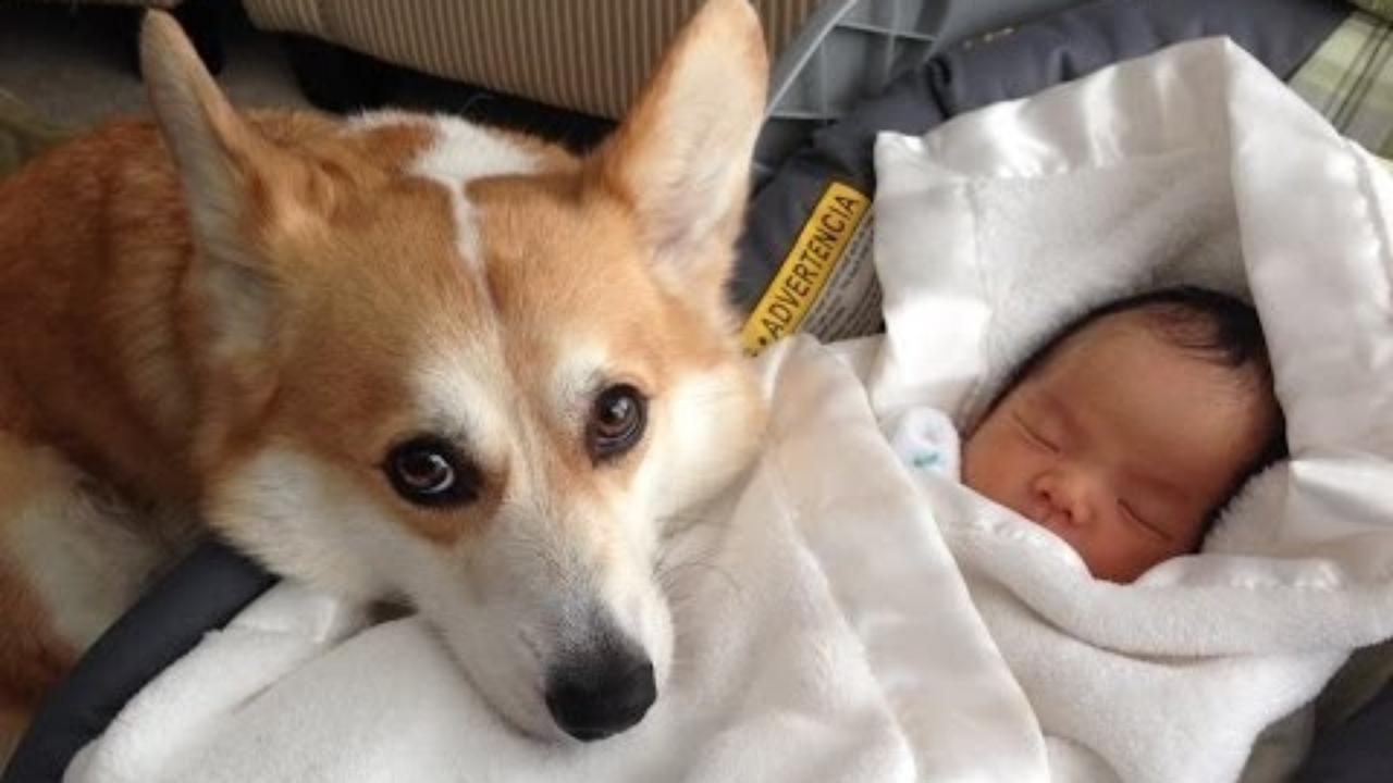 dog protect baby